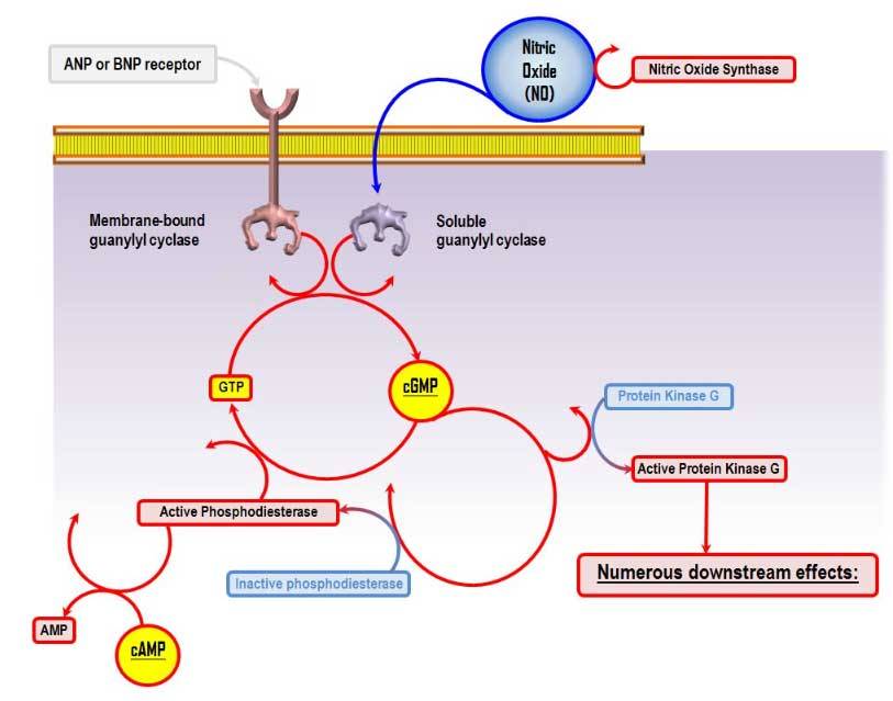 cGMP Process