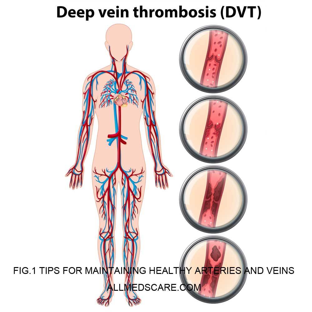 Tips for Maintaining Healthy Arteries and Veins Allmedscare