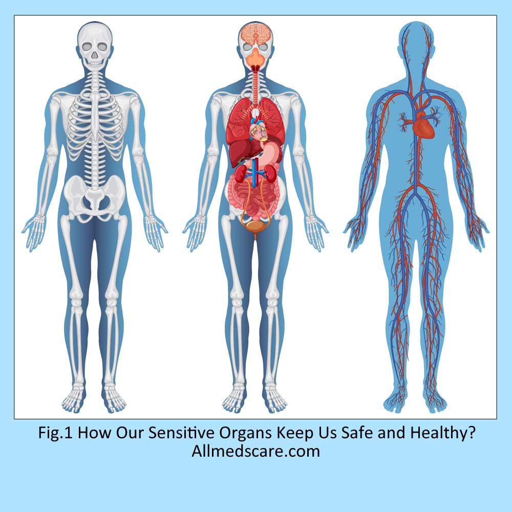 How Our Sensitive Organs Keep Us Safe and Healthy-Allmedscare.com