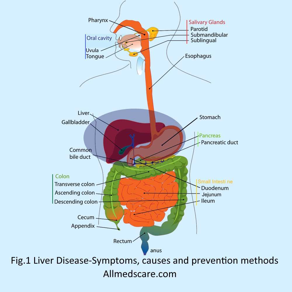 Liver Disease Symptoms causes and prevention methods