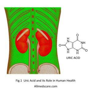 Uric Acid and its Role in Human Health