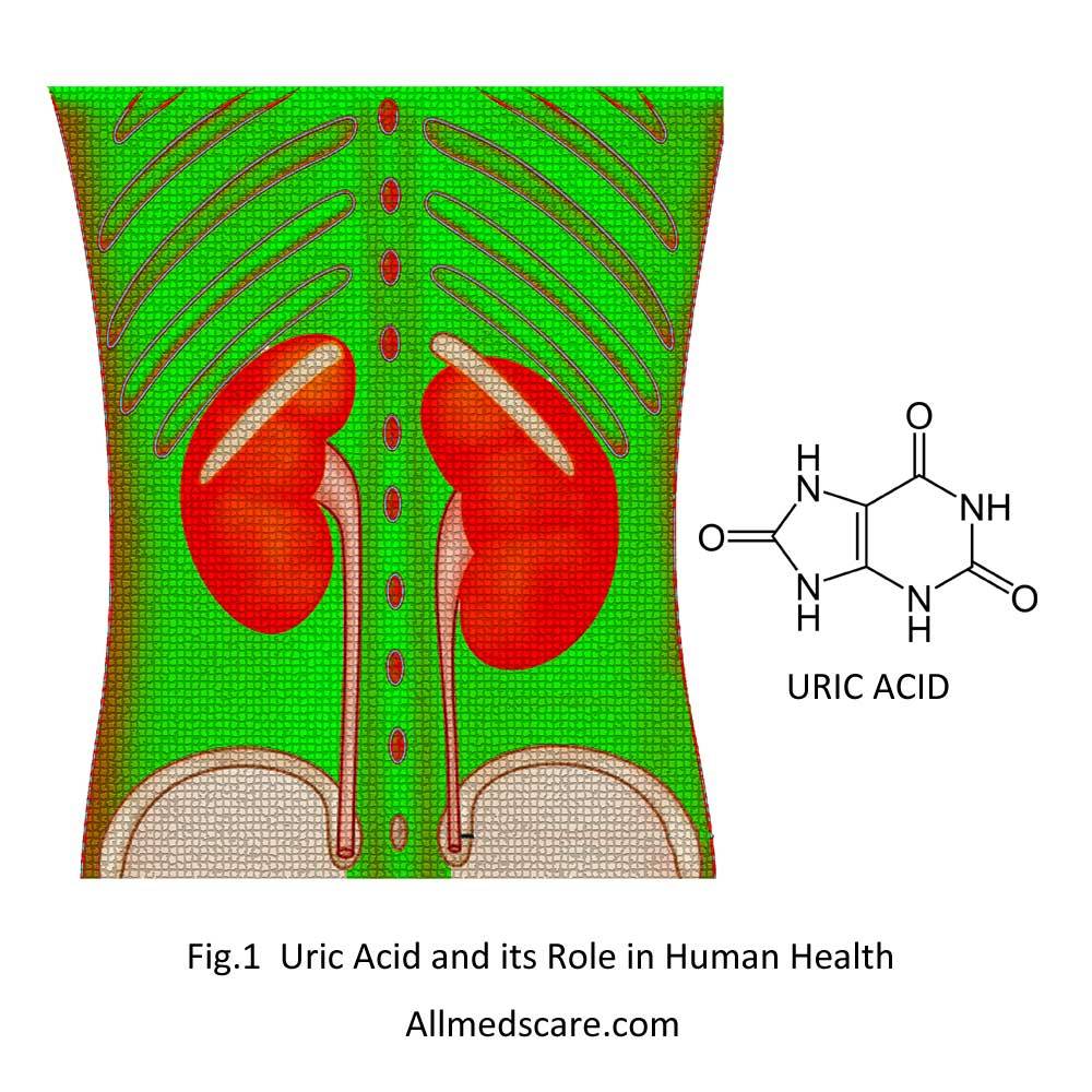 Uric Acid and its Role in Human Health