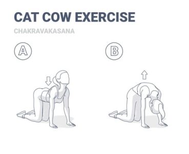 cat cow exercise