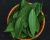 Curry Leaves