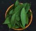 Curry Leaves